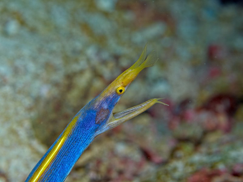 Ribbon Eel, Seulako Cave